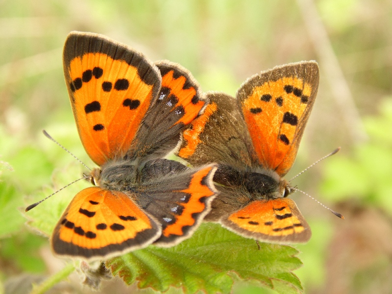 Lycaena phlaeas : accoppiamento